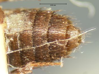 Media type: image;   Entomology 7322 Aspect: body parts